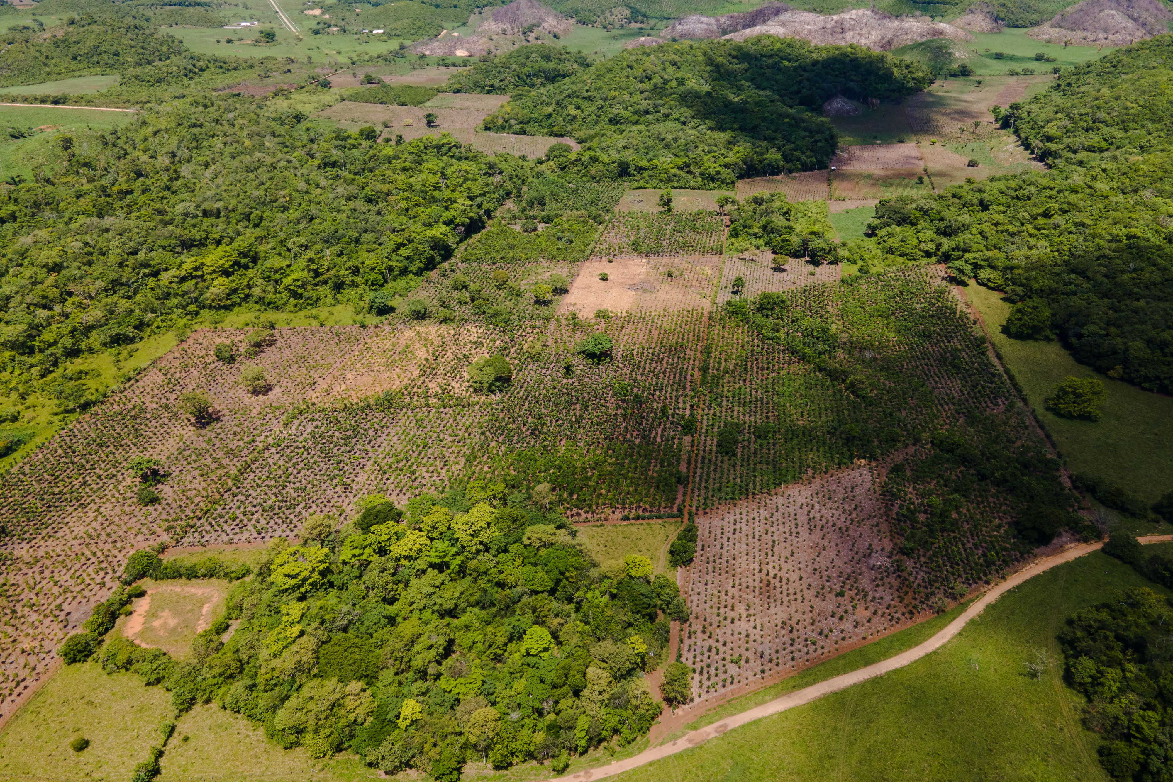 Riforestazione