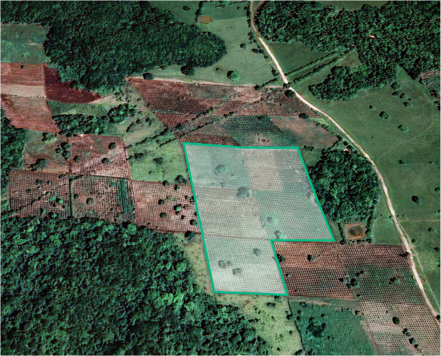 Plot Selva