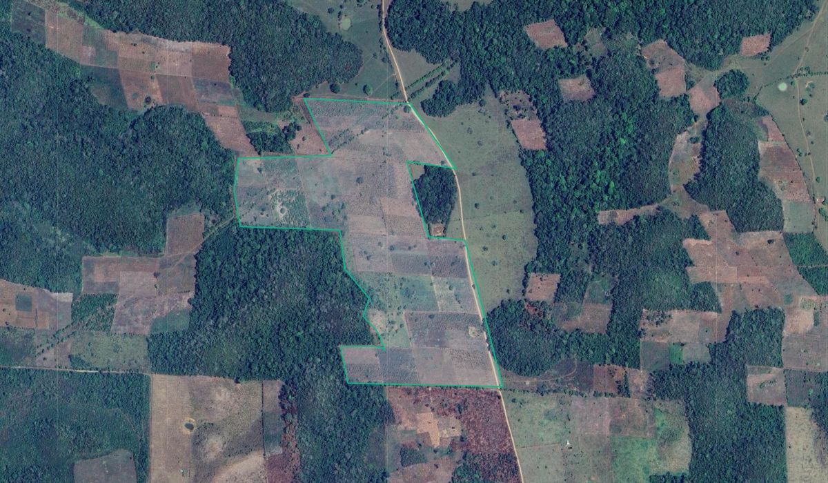 Satellite view of a forest